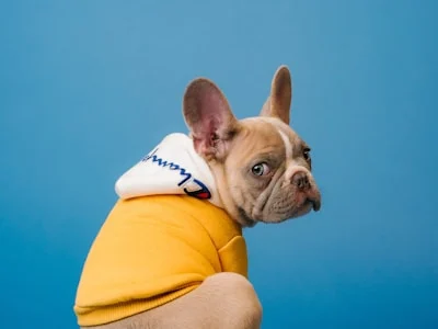 Pet Dental Care