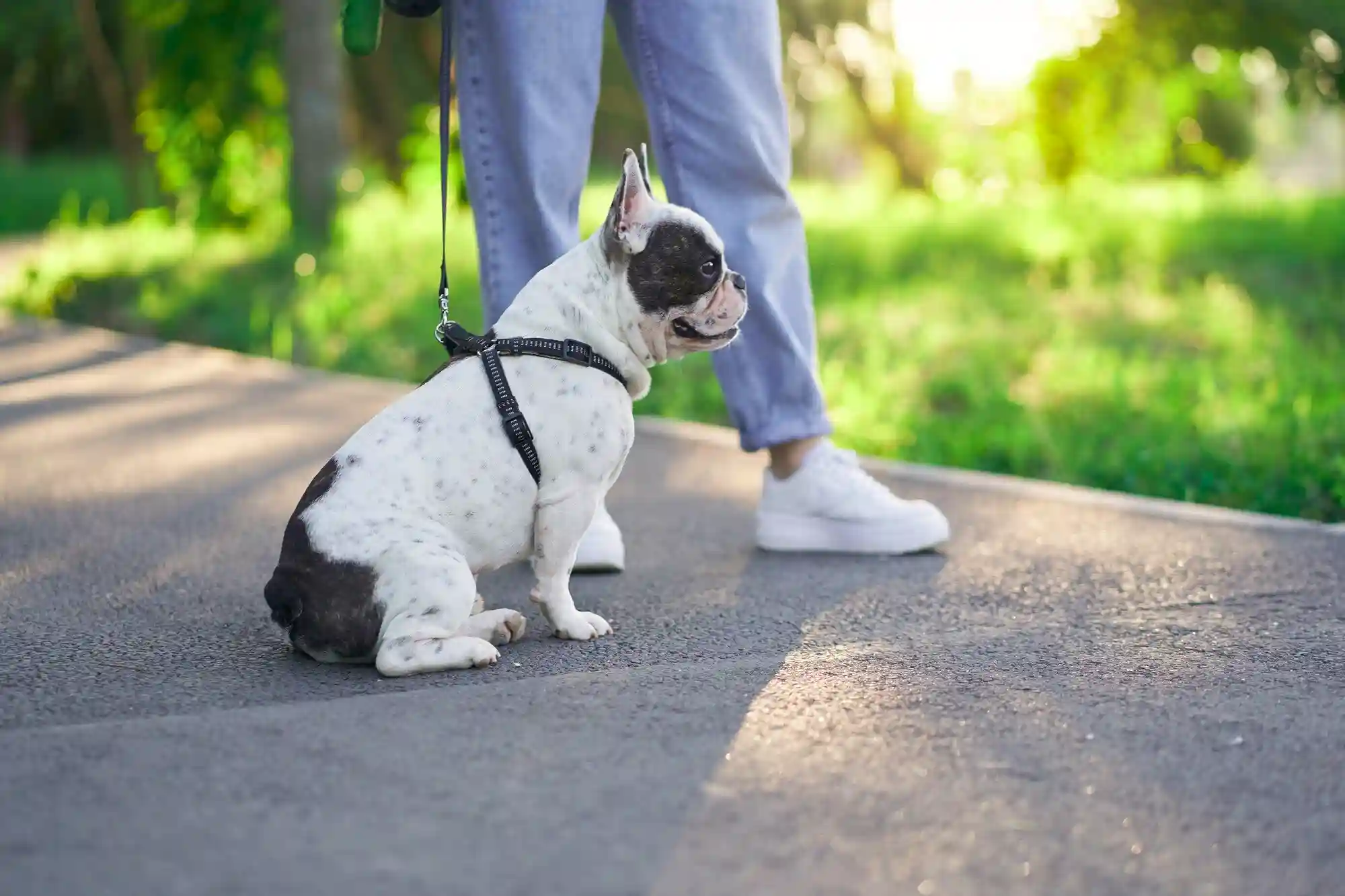 Pet Walk-Ins
